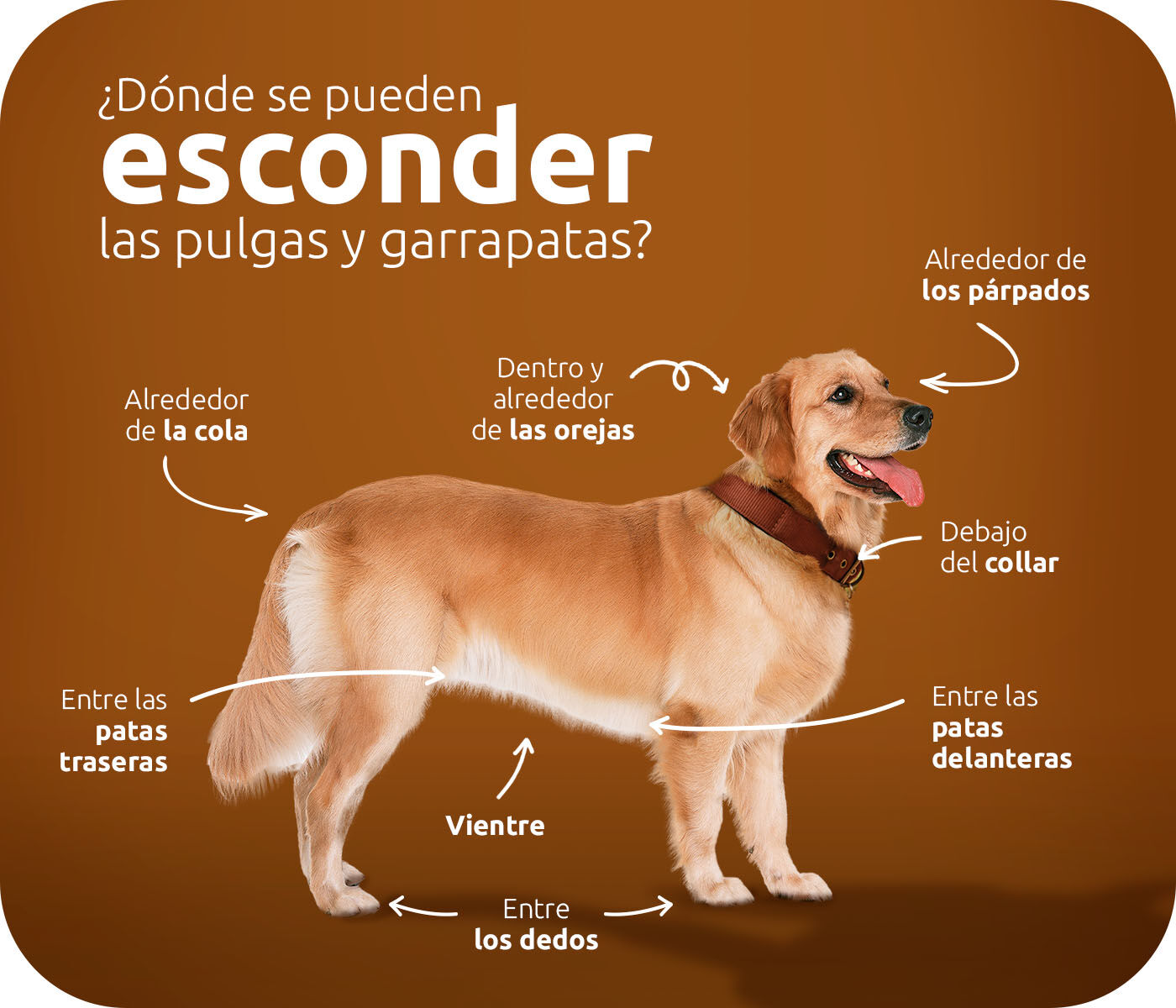 ¿Las pulgas de perros y gatos pueden vivir en humanos?