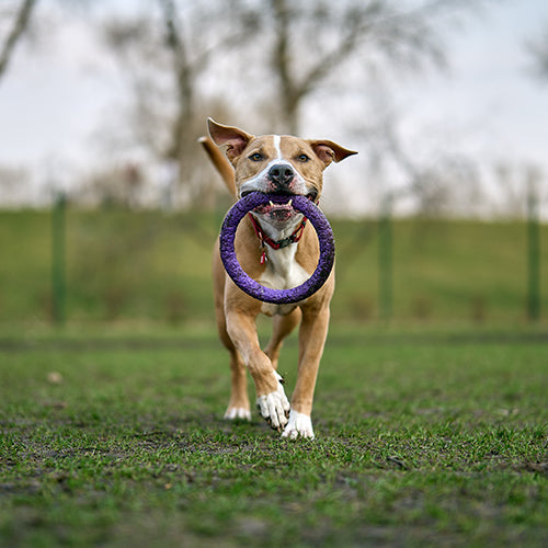 Juguetes/ Perro