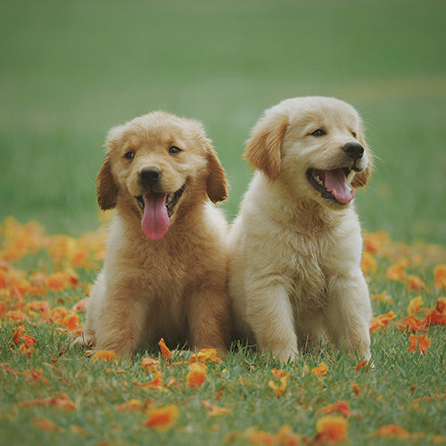 Antiparasitarios/ Perro