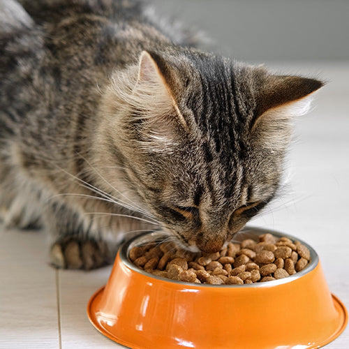 Alimento/ Bebederos/ Platos/ Gato
