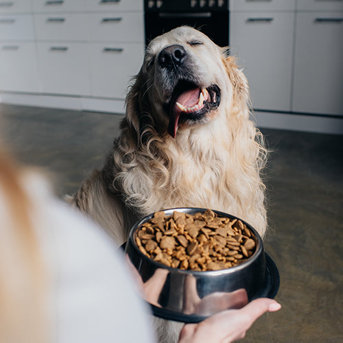Alimento/ Bebederos/ Platos/ Perro
