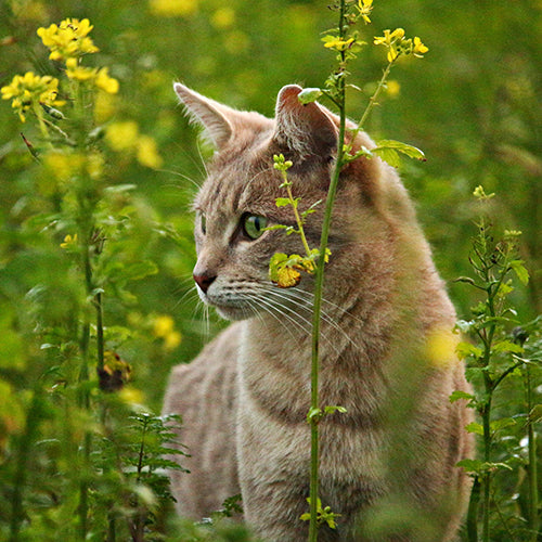 Antiparasitarios/ Gato