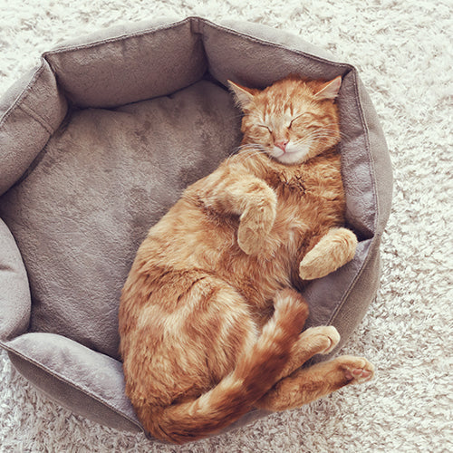 Camas/ Muebles/ Transportadoras/ Gato