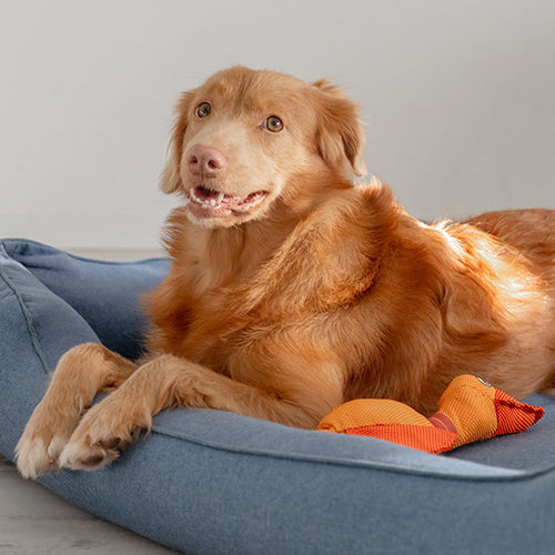 Camas/ Muebles/ Transportadoras/ Perro