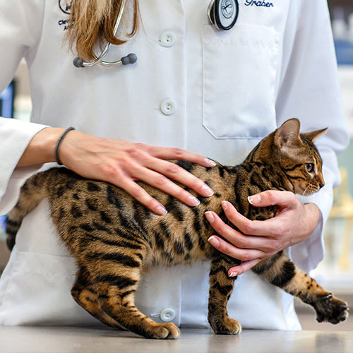 Higiene y Salud/ Gato