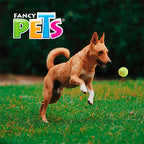 JUGUETE PELOTA MED DE TENIS C/SQUEAKER - 3 PZ