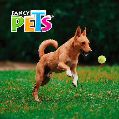 JUGUETE PELOTA MED DE TENIS C/SQUEAKER - 3 PZ