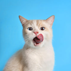 Alimento