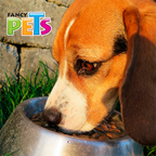 PLATO DE ACERO 16 OZ (454 G)